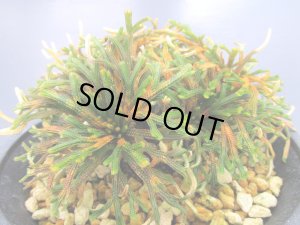 画像2: イワヒバ珍稀種【春日局】（4.5号プラ）