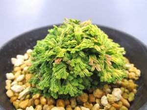 画像1: イワヒバ珍稀種【夢殿】（3号プラ鉢）