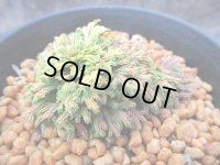 イワヒバ珍稀種【王妃墨絵】（3号プラ）