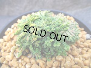 画像1: イワヒバ珍稀種【王妃墨絵】（3号プラ）