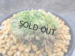 画像2: イワヒバ珍稀種【王妃墨絵】（3号プラ）