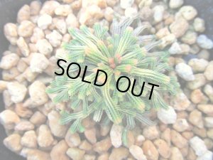 画像3: イワヒバ珍稀種【雅天楽】（3号プラ鉢）