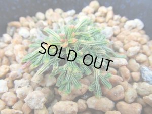 画像1: イワヒバ珍稀種【雅天楽】（3号プラ鉢）