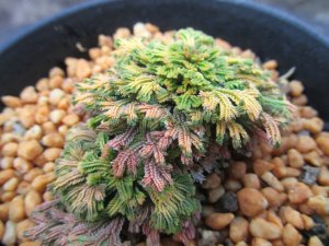 画像2: イワヒバ珍稀種【王妃墨絵】（3号プラ）