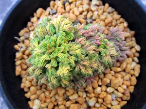 画像3: イワヒバ珍稀種【王妃墨絵】（3号プラ）