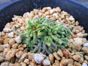 画像1: イワヒバ珍稀種【雅天楽】（3号プラ鉢）