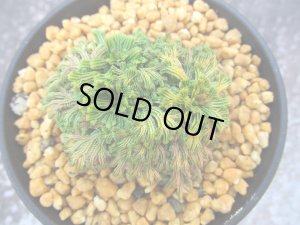 画像3: イワヒバ珍稀種【王妃墨絵】（3号プラ）