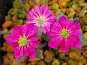 画像1: 雪割草選別花　122（大1芽株/3号プラ鉢 ）