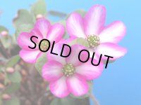 雪割草選別花　174（大2芽株/3.5号プラ鉢 ）