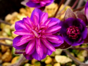 画像1: 雪割草選別花　033（大2芽株/3.5号プラ鉢 ）