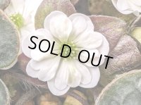 雪割草選別花　272（上1芽株/3号プラ鉢 ）