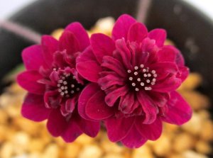 画像1: 雪割草選別花　148（大1芽株/3号プラ鉢 ）