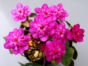 画像1: 雪割草選別花　087（大1芽株/3.5号プラ鉢 ）