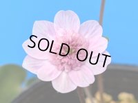 雪割草選別花　179（大1芽株/3号プラ鉢 ）