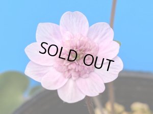 画像1: 雪割草選別花　179（大1芽株/3号プラ鉢 ）