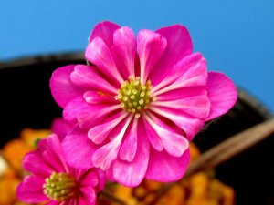 画像1: 雪割草選別花　129（大2芽株/3号プラ鉢 ）