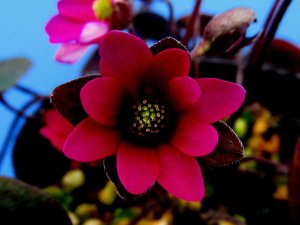 画像1: 雪割草選別花　175（大1芽株/3号プラ鉢 ）