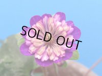 雪割草選別花　063（大1上1芽株/3号プラ鉢 ）