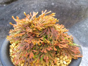 画像1: 金鷲　（5号プラ）