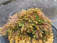 明星　（4.5号プラ）