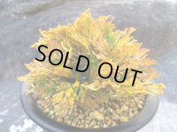 黄華殿　（5号プラ）