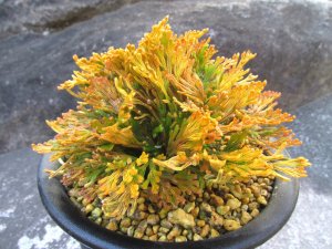 画像1: 黄華殿　（5号プラ）