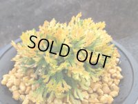 唐沢錦　（4号プラ）