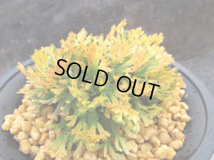 画像1: 唐沢錦　（4号プラ）