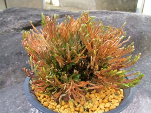 画像2: 花染　（4.5号プラ）