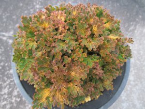 画像3: 鳳明殿　（4.5号プラ）