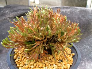 画像1: 花染　（4.5号プラ）