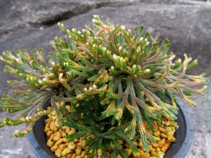 画像2: 大鳳錦　（4.5号プラ）