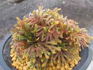 画像2: 明星　（4.5号プラ）