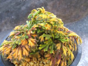 画像2: 紫金襴　（4号プラ）