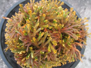 画像3: 明星　（4.5号プラ）