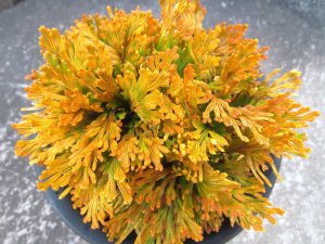 画像3: 黄華殿　（5号プラ）