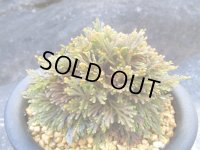 雷光　（5号プラ）