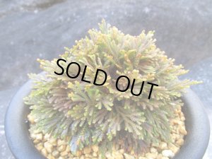 画像1: 雷光　（5号プラ）