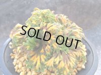 紫金襴　（4号プラ）