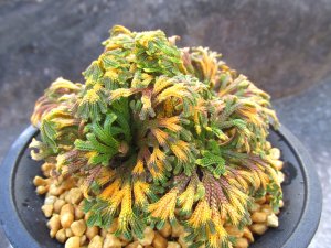 画像1: 紫金襴　（4号プラ）