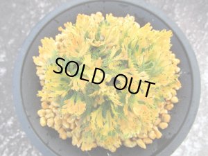 画像2: 唐沢錦　（4号プラ）