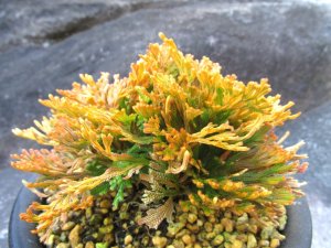 画像2: 黄華殿　（5号プラ）