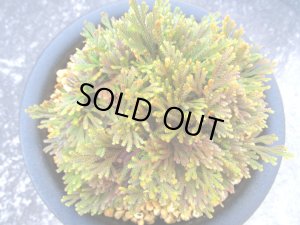 画像3: 雷光　（5号プラ）