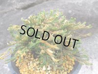 大鳳錦　（4.5号プラ）