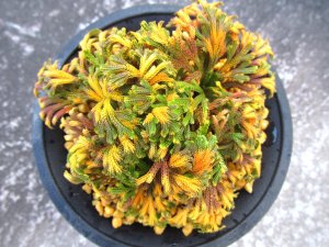 画像3: 紫金襴　（4号プラ）