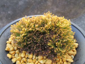 画像2: 金晃殿　（4号プラ）