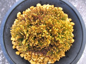 画像3: 金晃殿　（4号プラ）