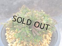 丹頂　（4号プラ）