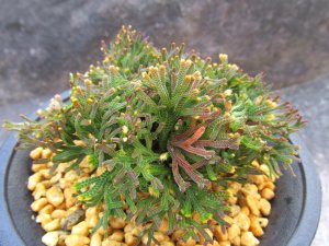 画像1: 丹頂　（4号プラ）