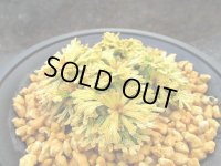 光鳳ノ華　（4号プラ）